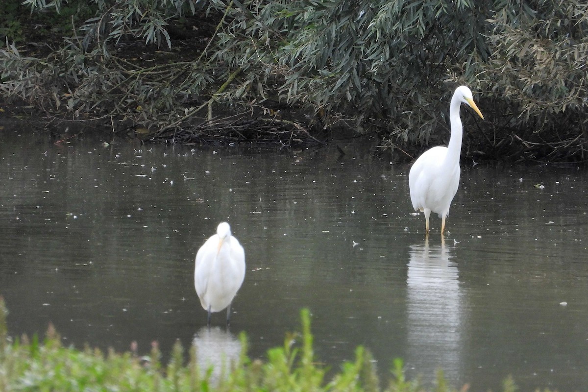 Grande Aigrette - ML643199678