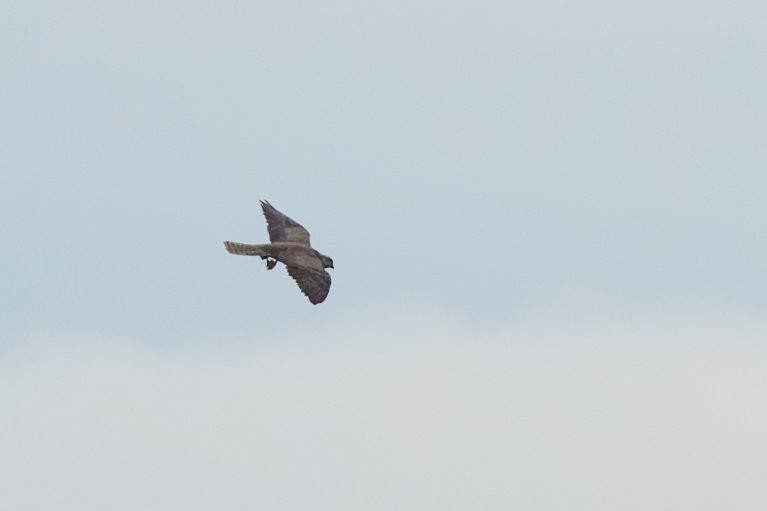 Saker Falcon - ML643199707