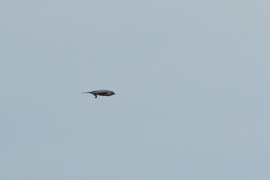 Saker Falcon - ML643199708