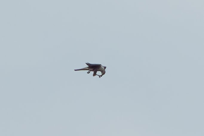 Saker Falcon - ML643199709