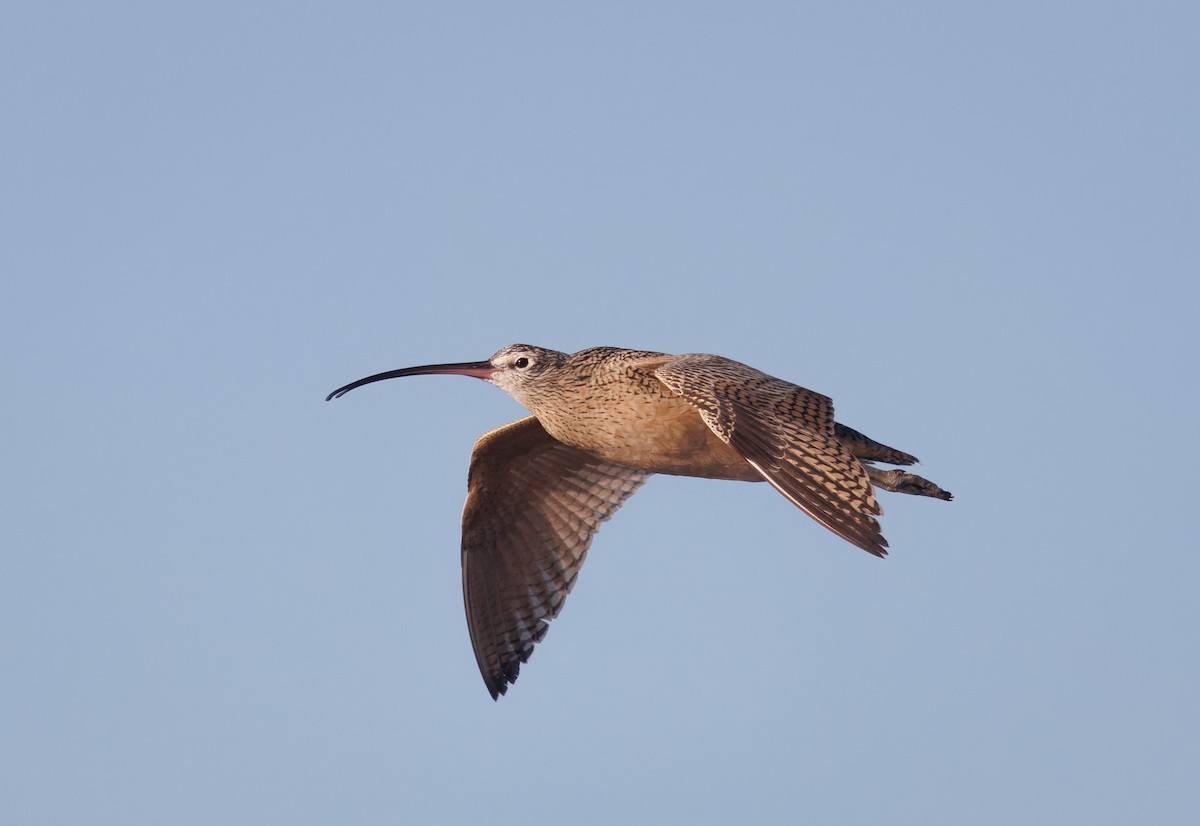 Long-billed Curlew - ML643199713