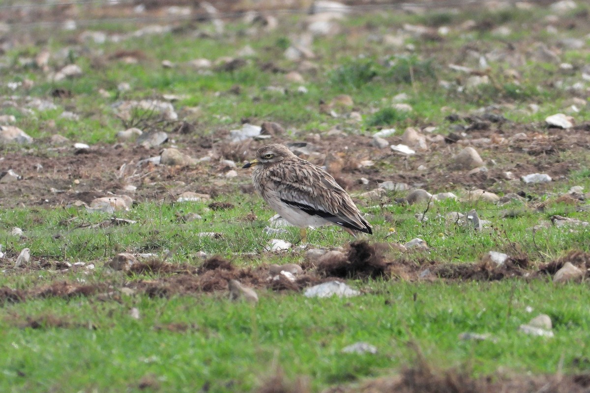 Eurasian Thick-knee - ML643199732