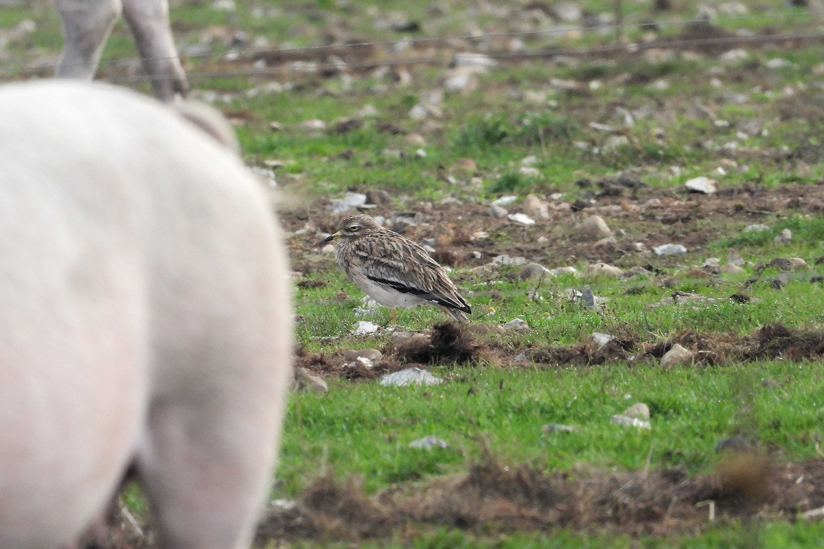 Eurasian Thick-knee - ML643199733