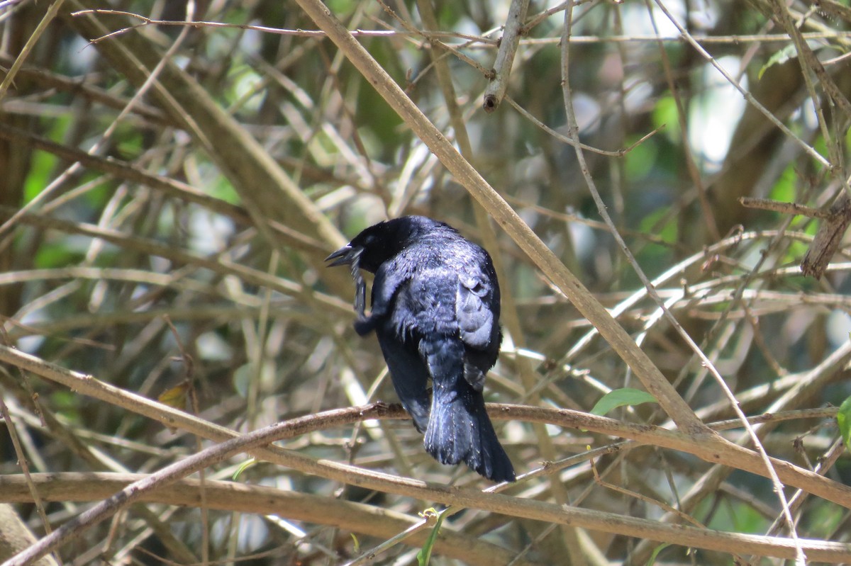 Shiny Cowbird - ML643199740