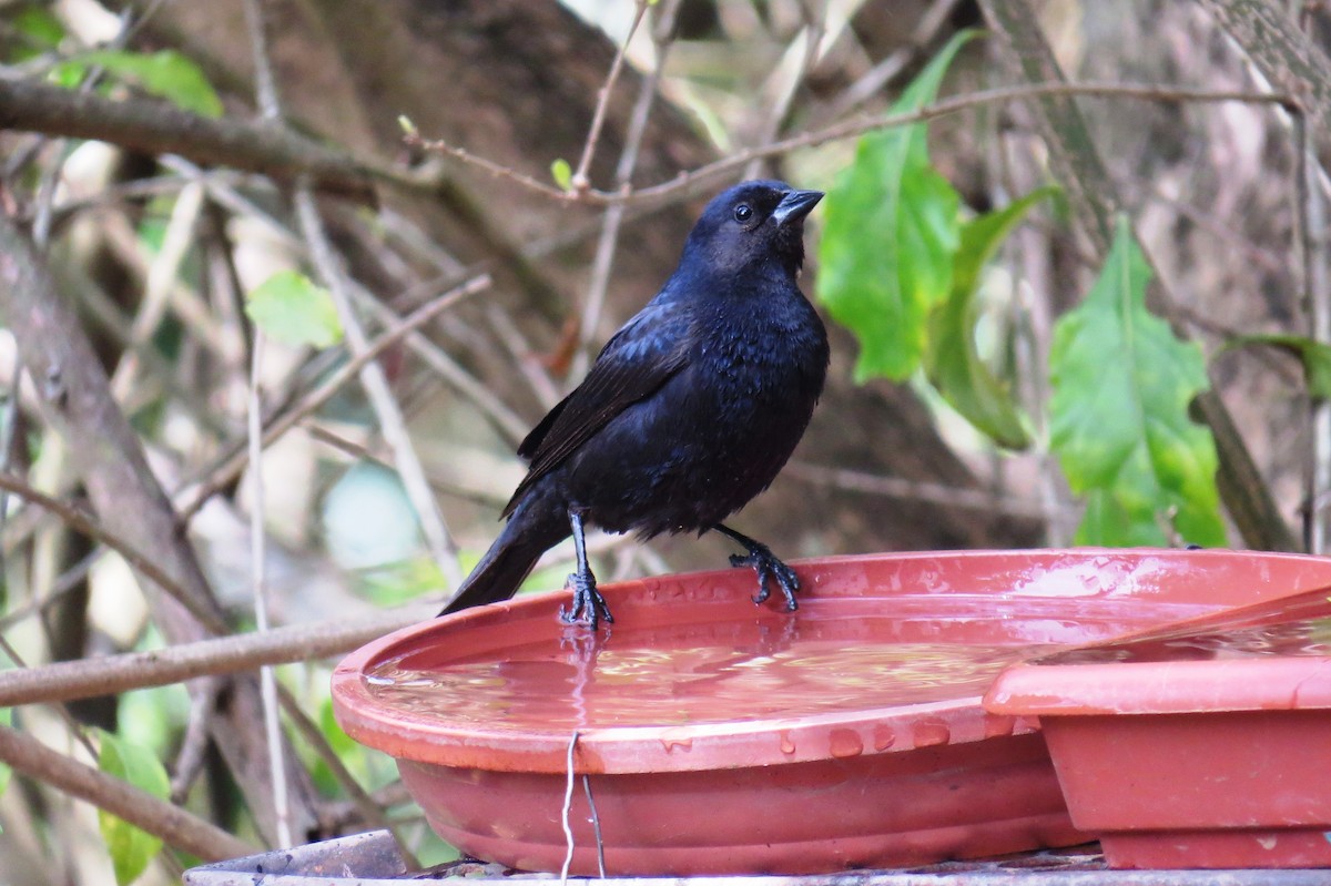 Shiny Cowbird - ML643199741