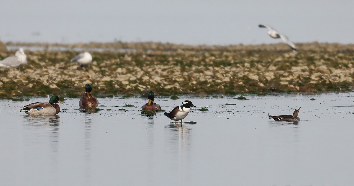 Hooded Merganser - ML643199746