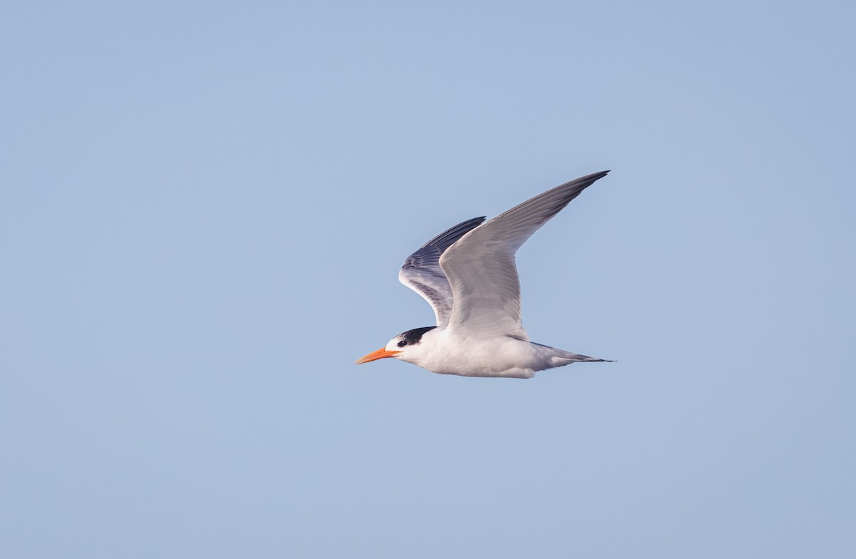 Elegant Tern - ML643199747