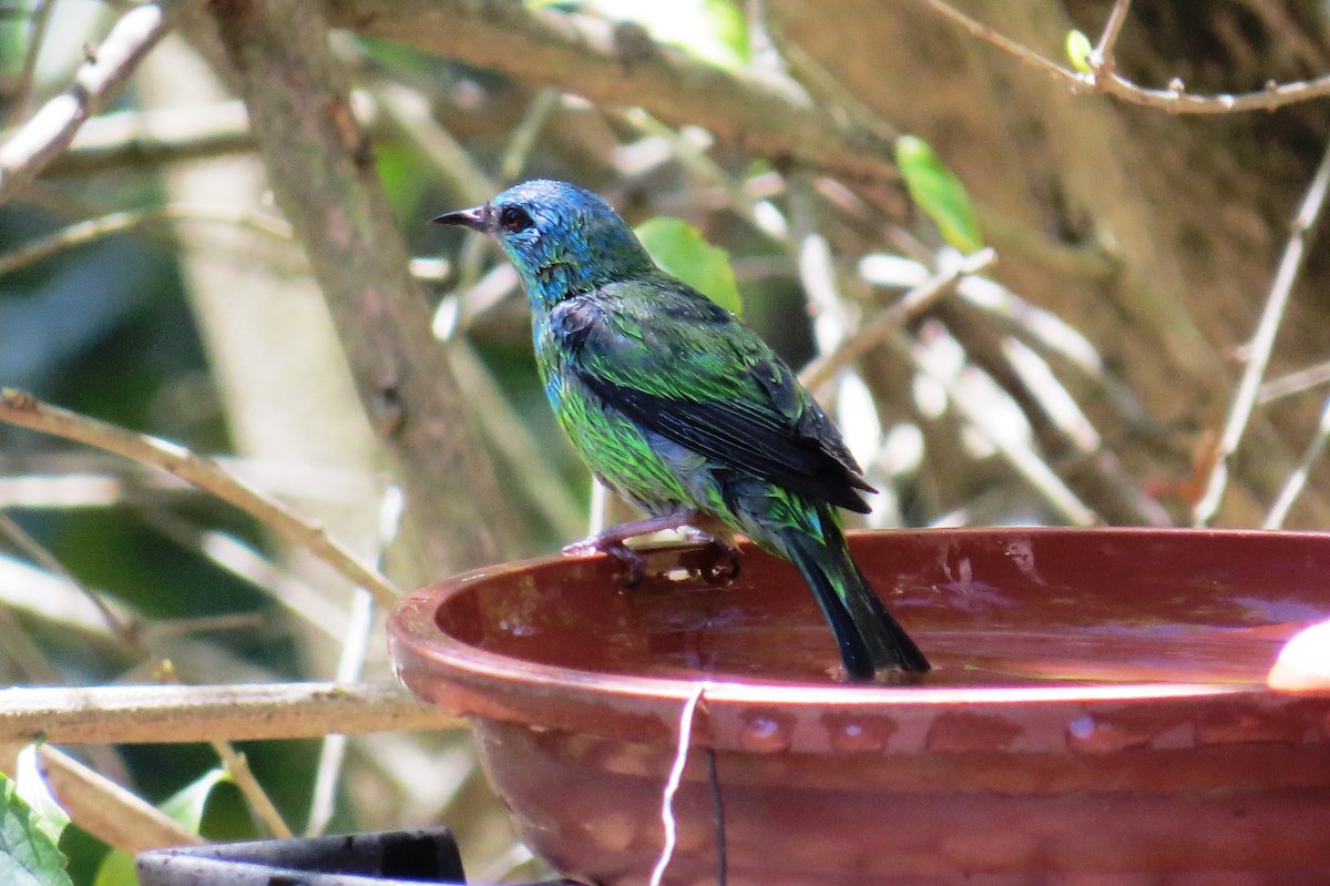 Blue Dacnis - ML643199762