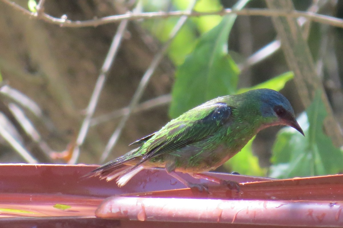 Blue Dacnis - ML643199763
