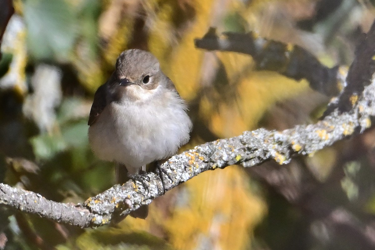 European Pied Flycatcher - ML643199768