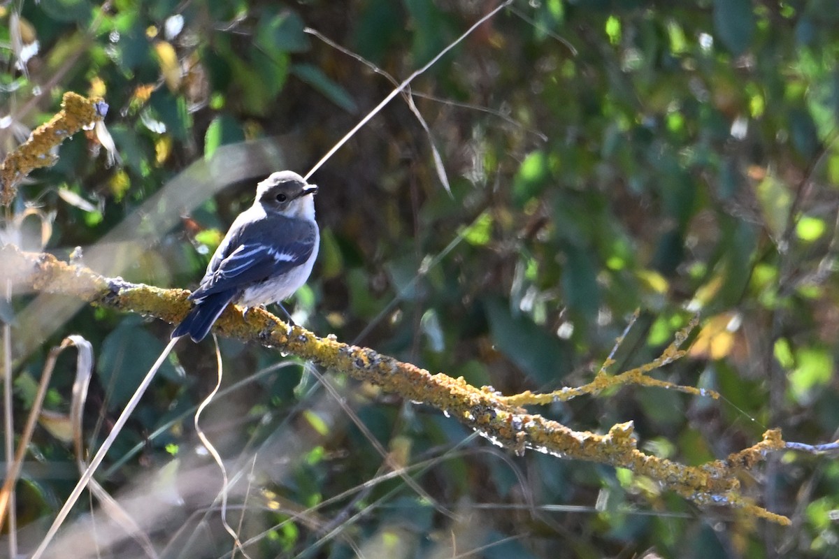 European Pied Flycatcher - ML643199769