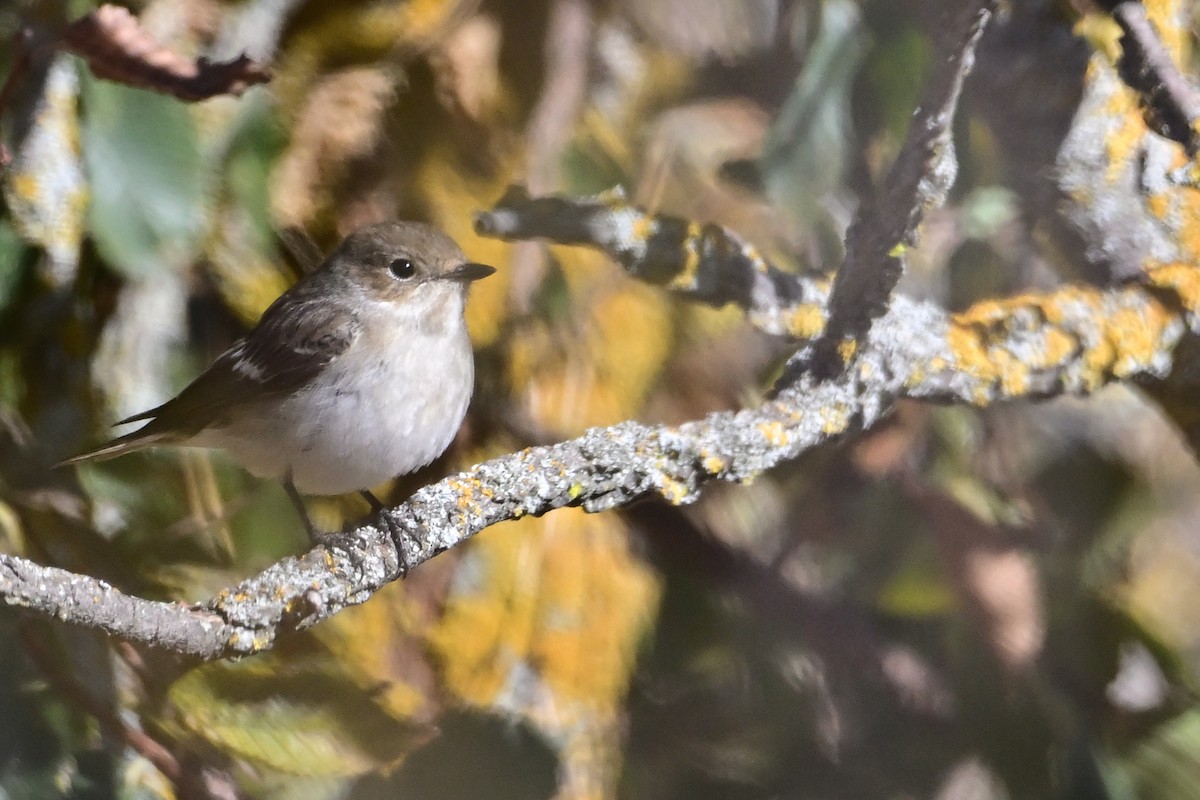 European Pied Flycatcher - ML643199770