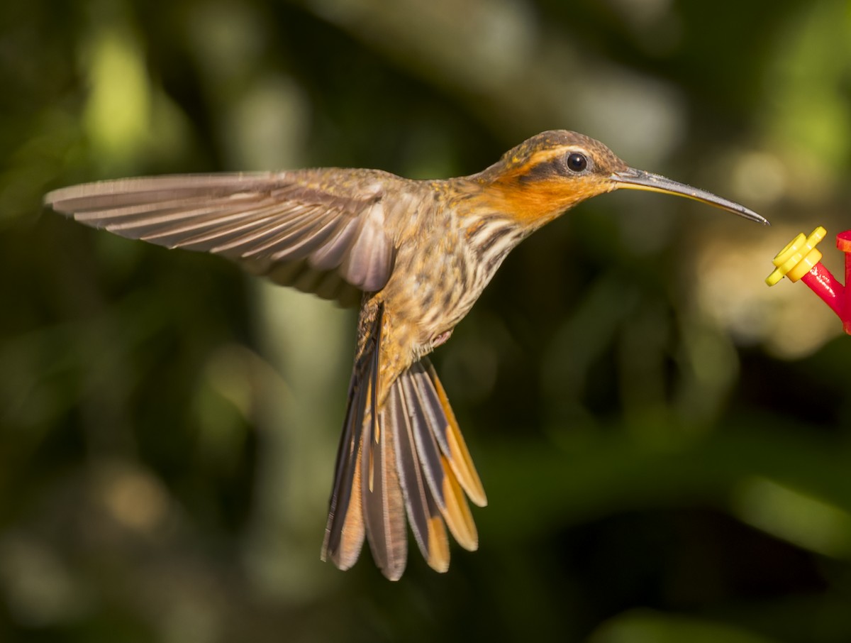 Saw-billed Hermit - ML643199796
