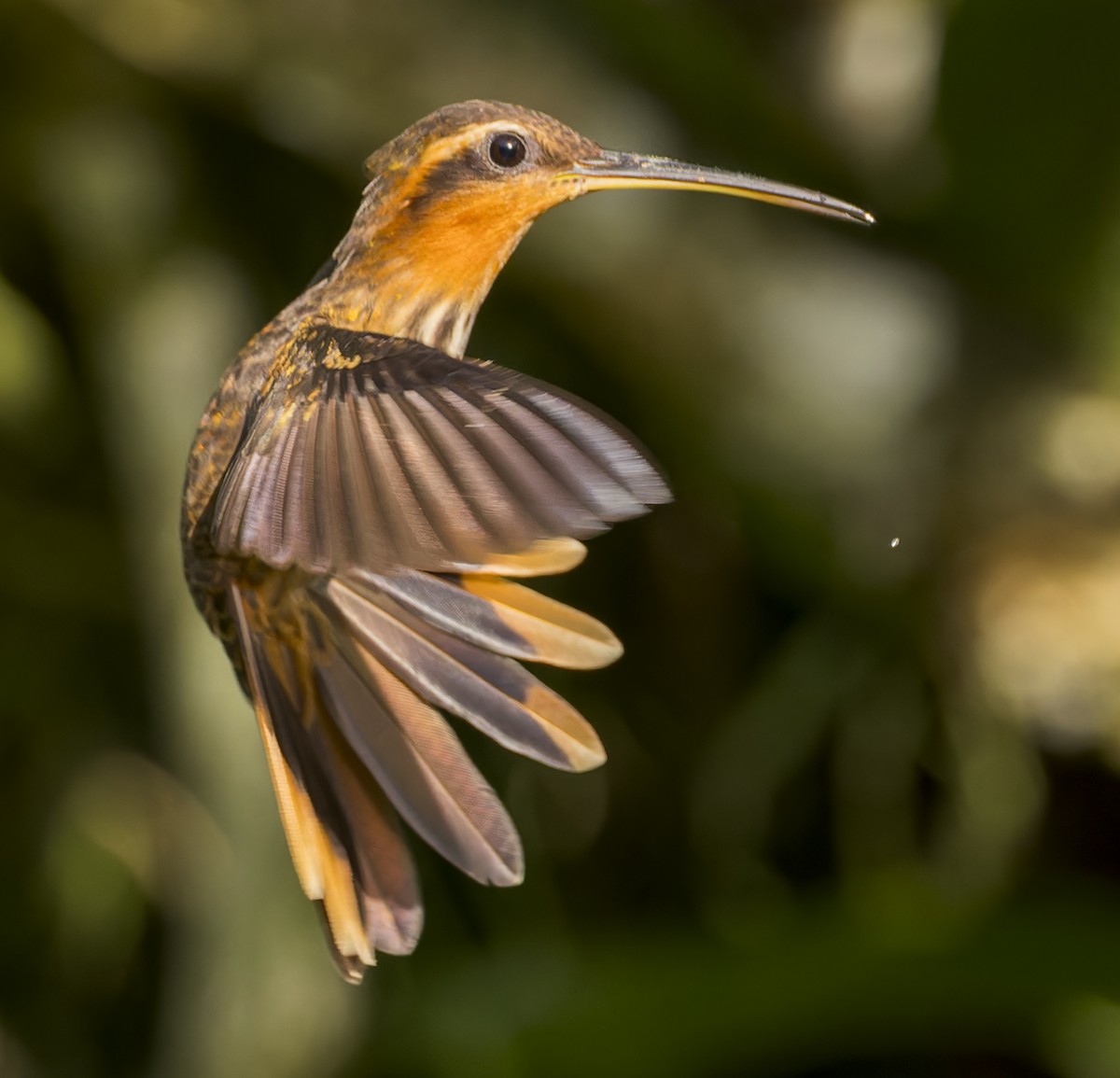 Saw-billed Hermit - ML643199797