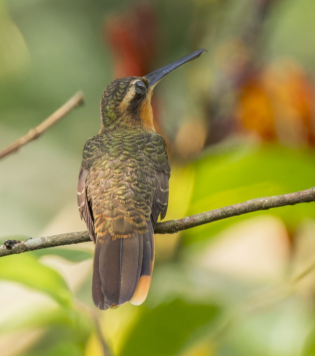Saw-billed Hermit - ML643199798