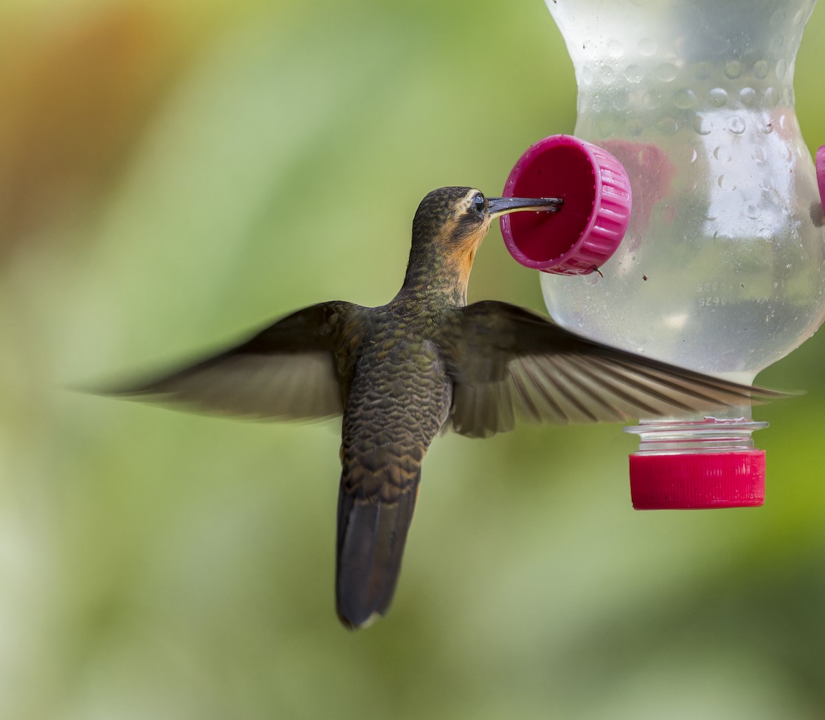 Saw-billed Hermit - ML643199800