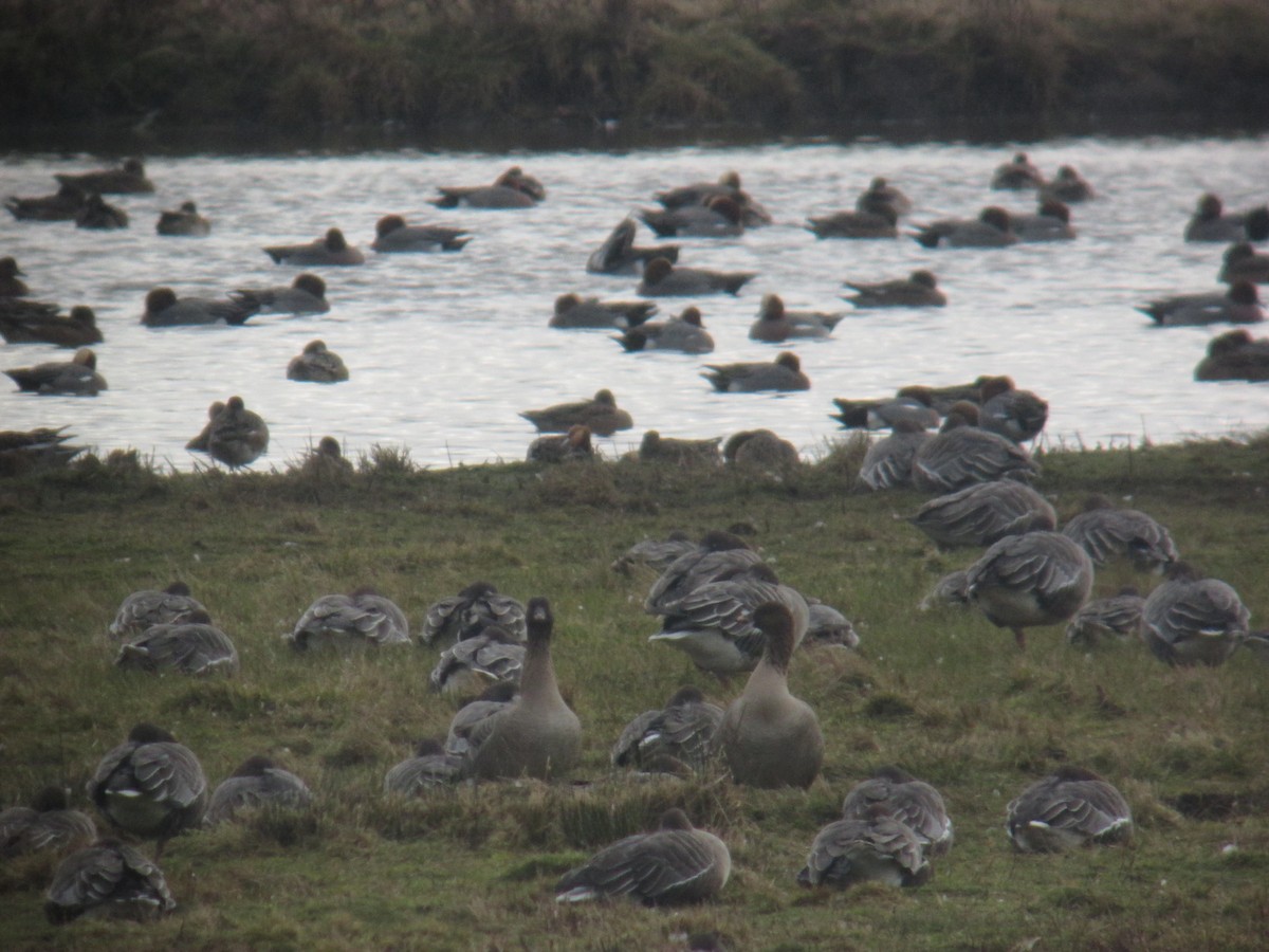 Pink-footed Goose - ML643199804