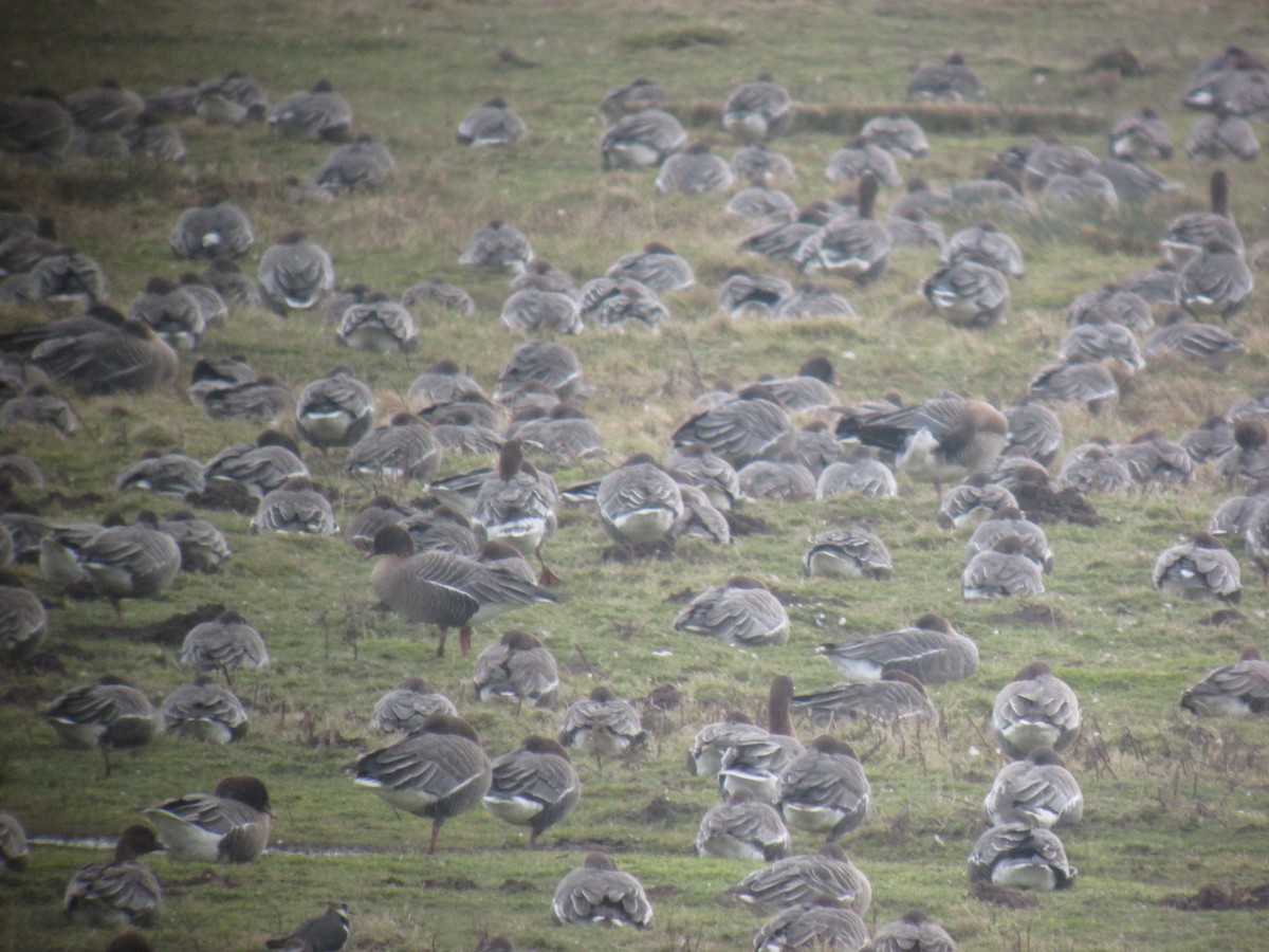 Pink-footed Goose - ML643199809