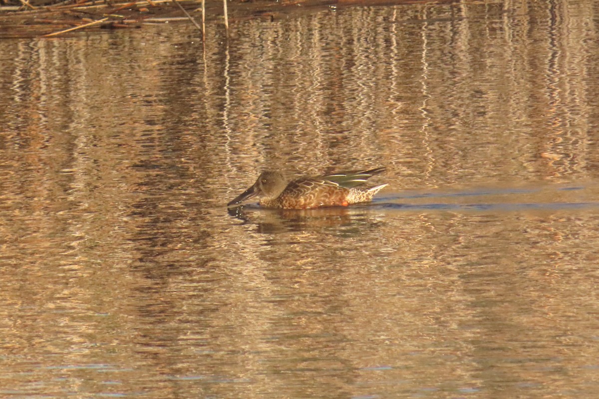 Northern Shoveler - ML643199828