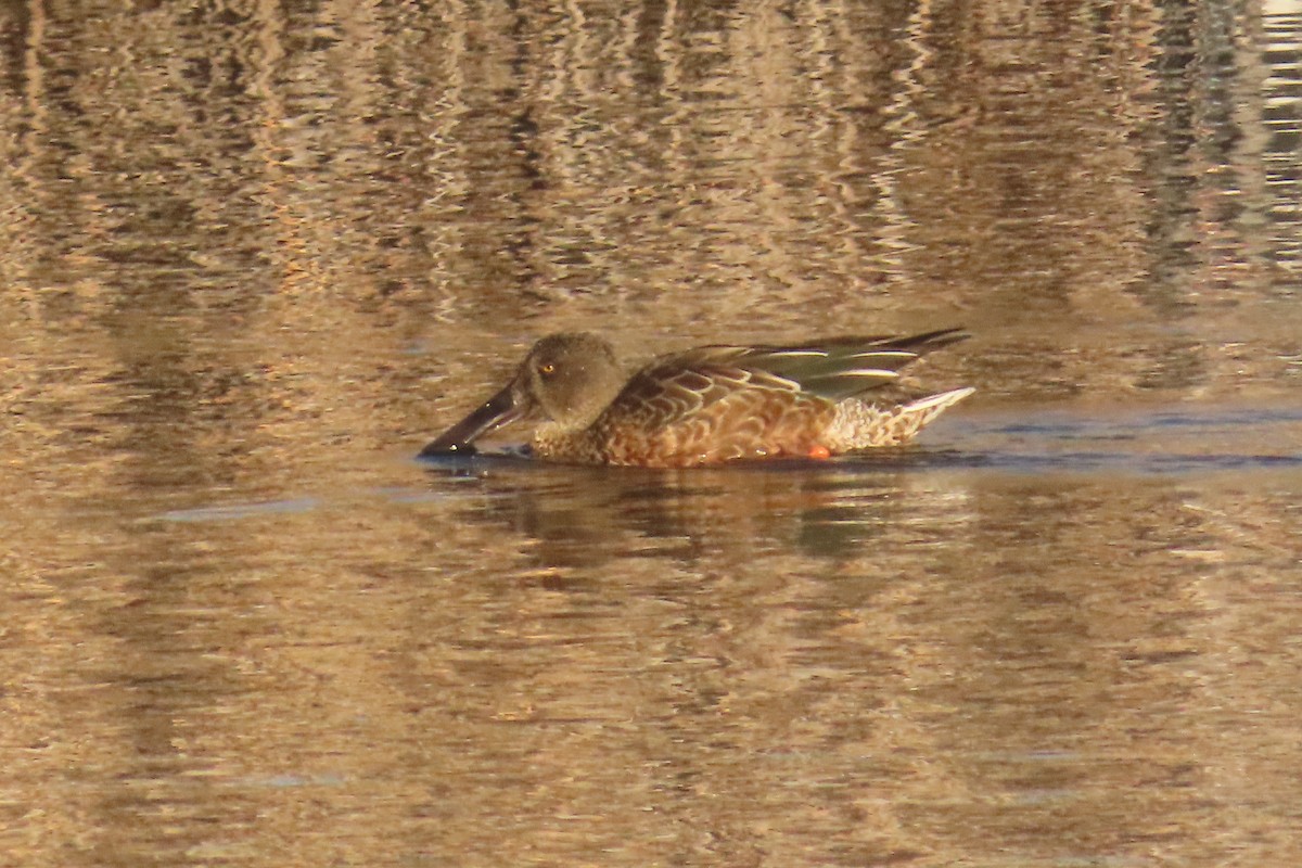Northern Shoveler - ML643199829