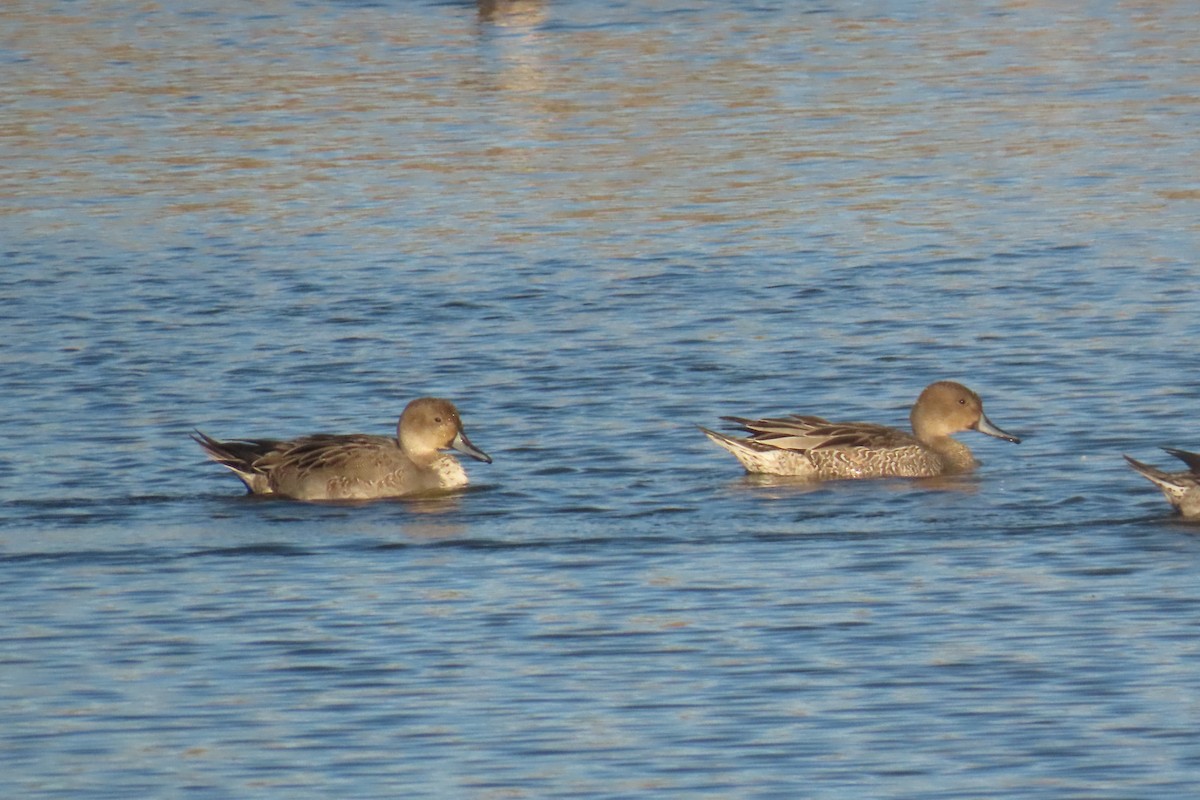 Northern Pintail - ML643199846