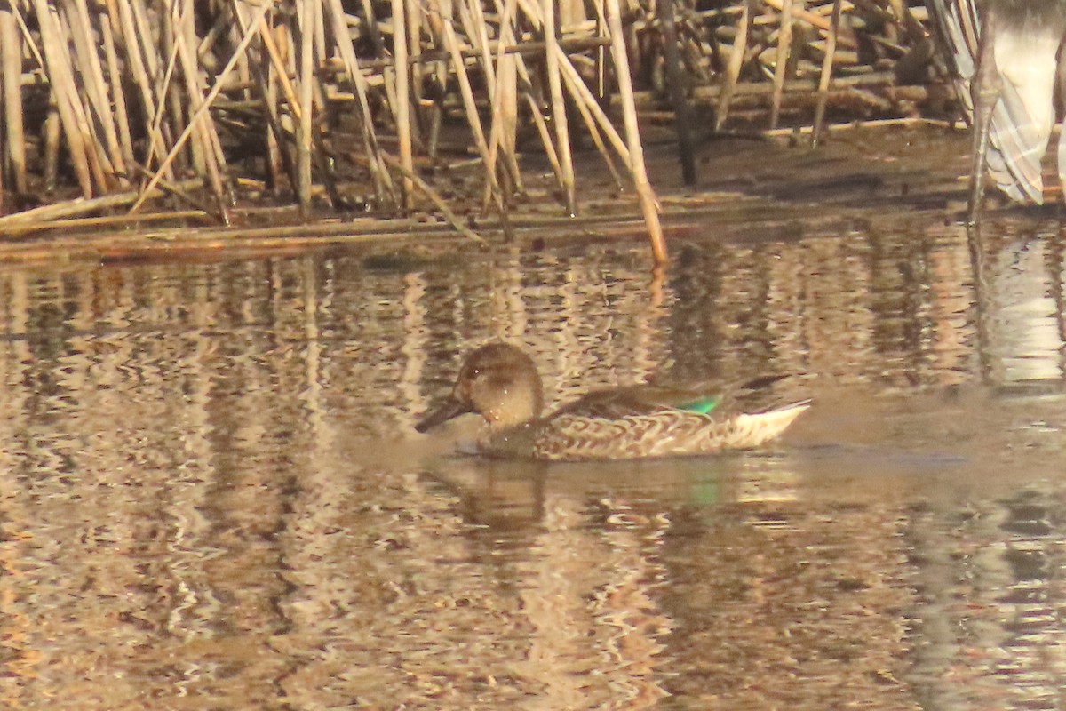 Green-winged Teal - ML643199849
