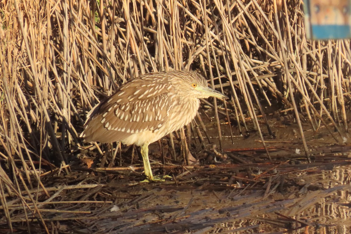 Black-crowned Night Heron - ML643199873