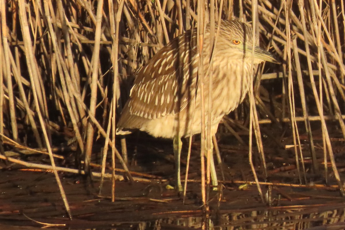 Black-crowned Night Heron - ML643199877