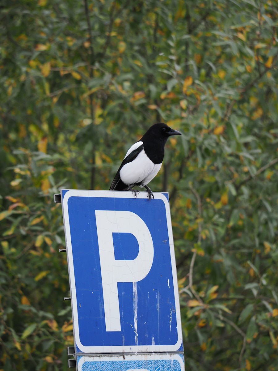 Eurasian Magpie - ML643199889
