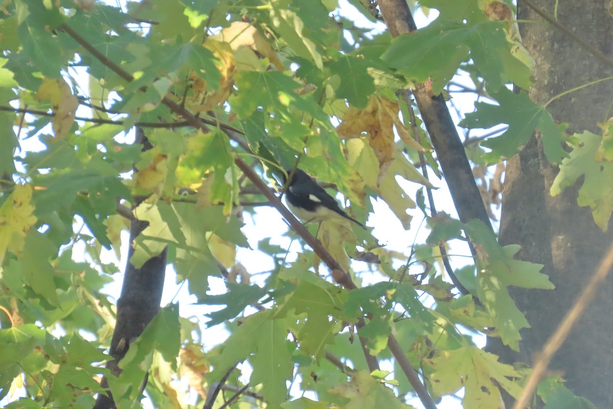Black-throated Blue Warbler - ML643199895
