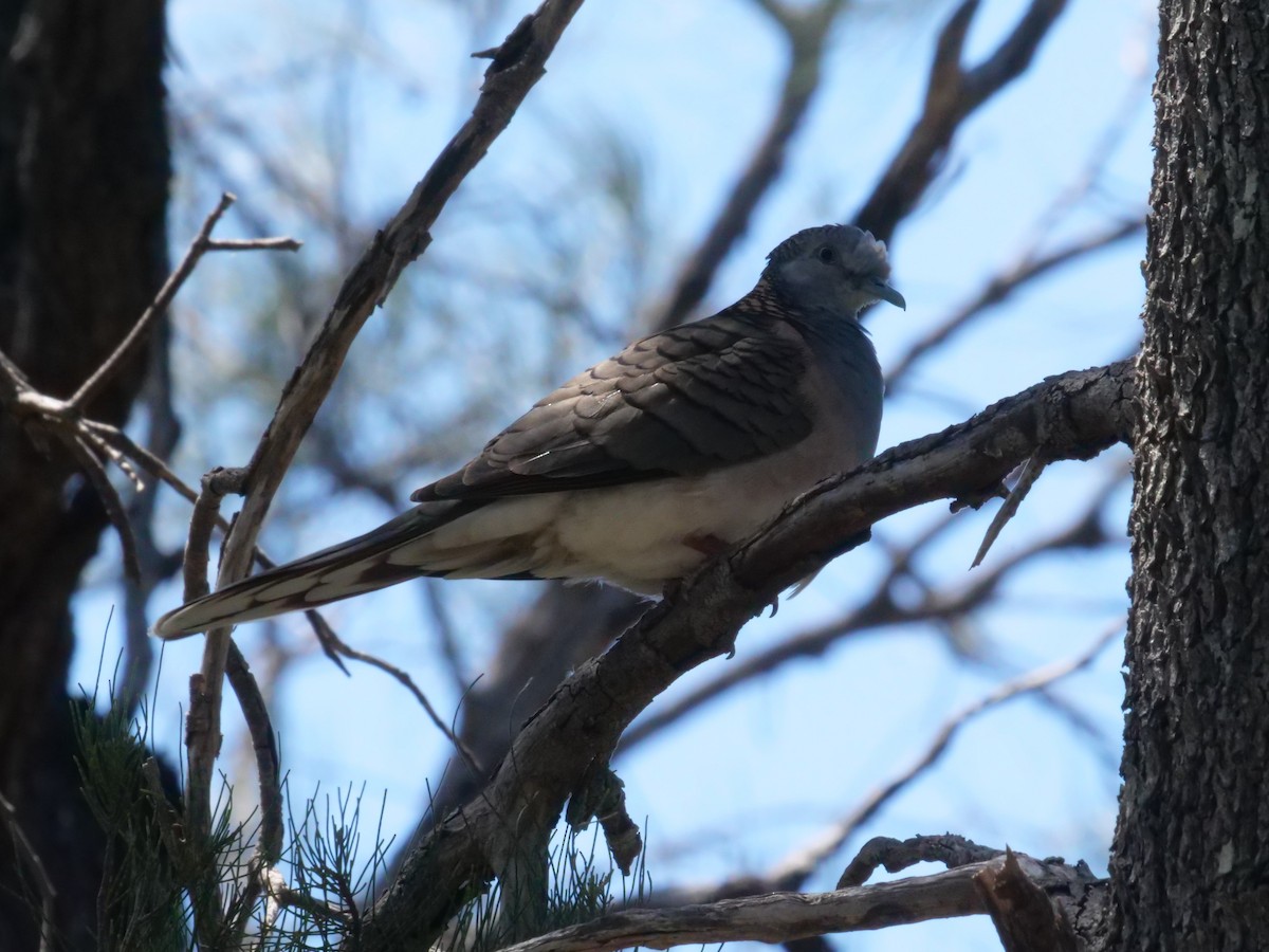 Bar-shouldered Dove - ML643199899