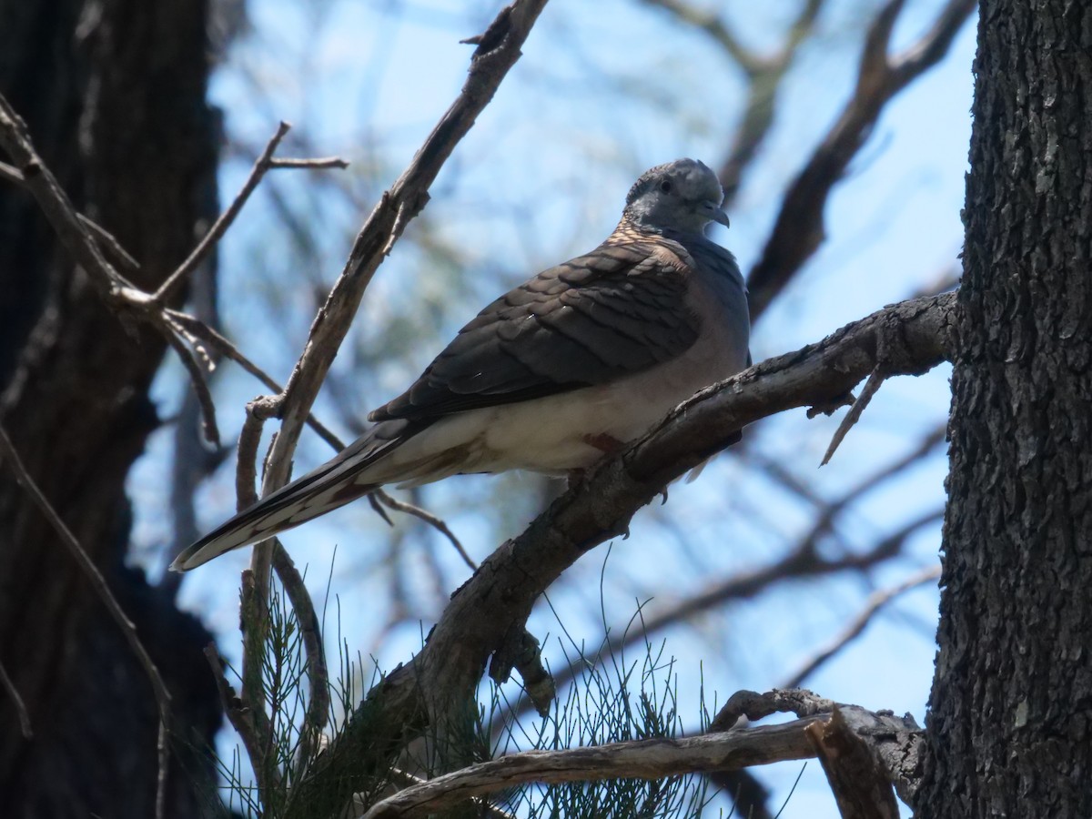 Bar-shouldered Dove - ML643199900