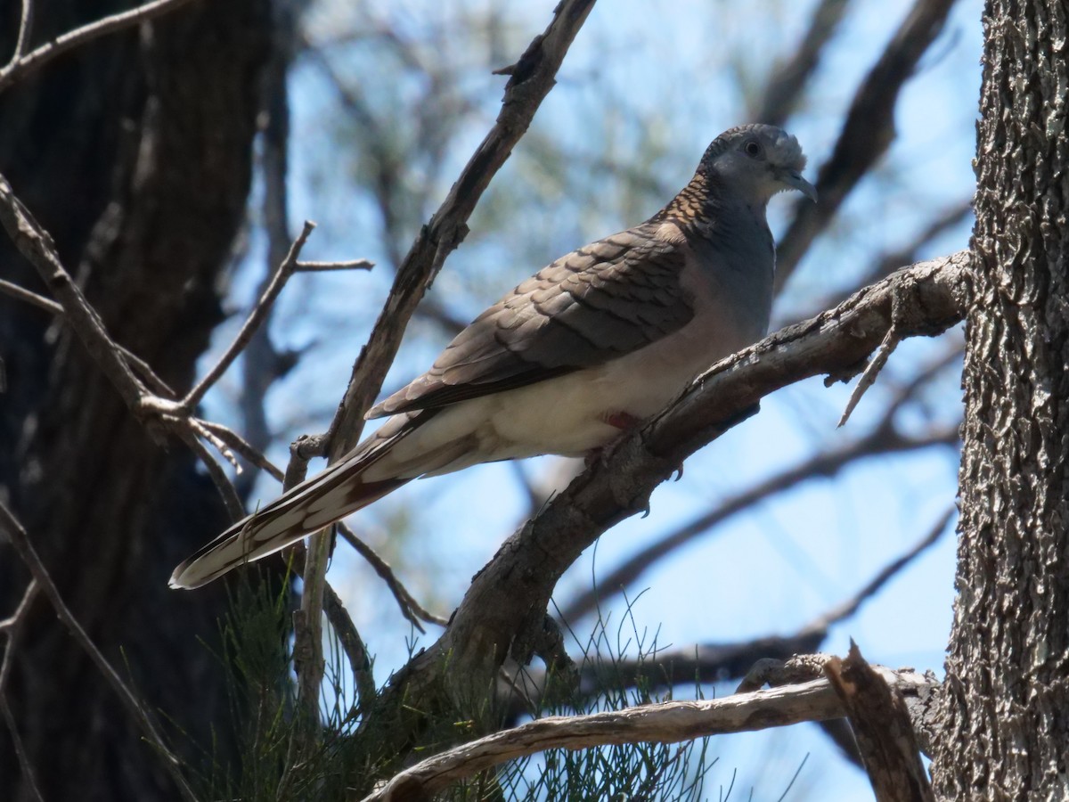 Bar-shouldered Dove - ML643199901
