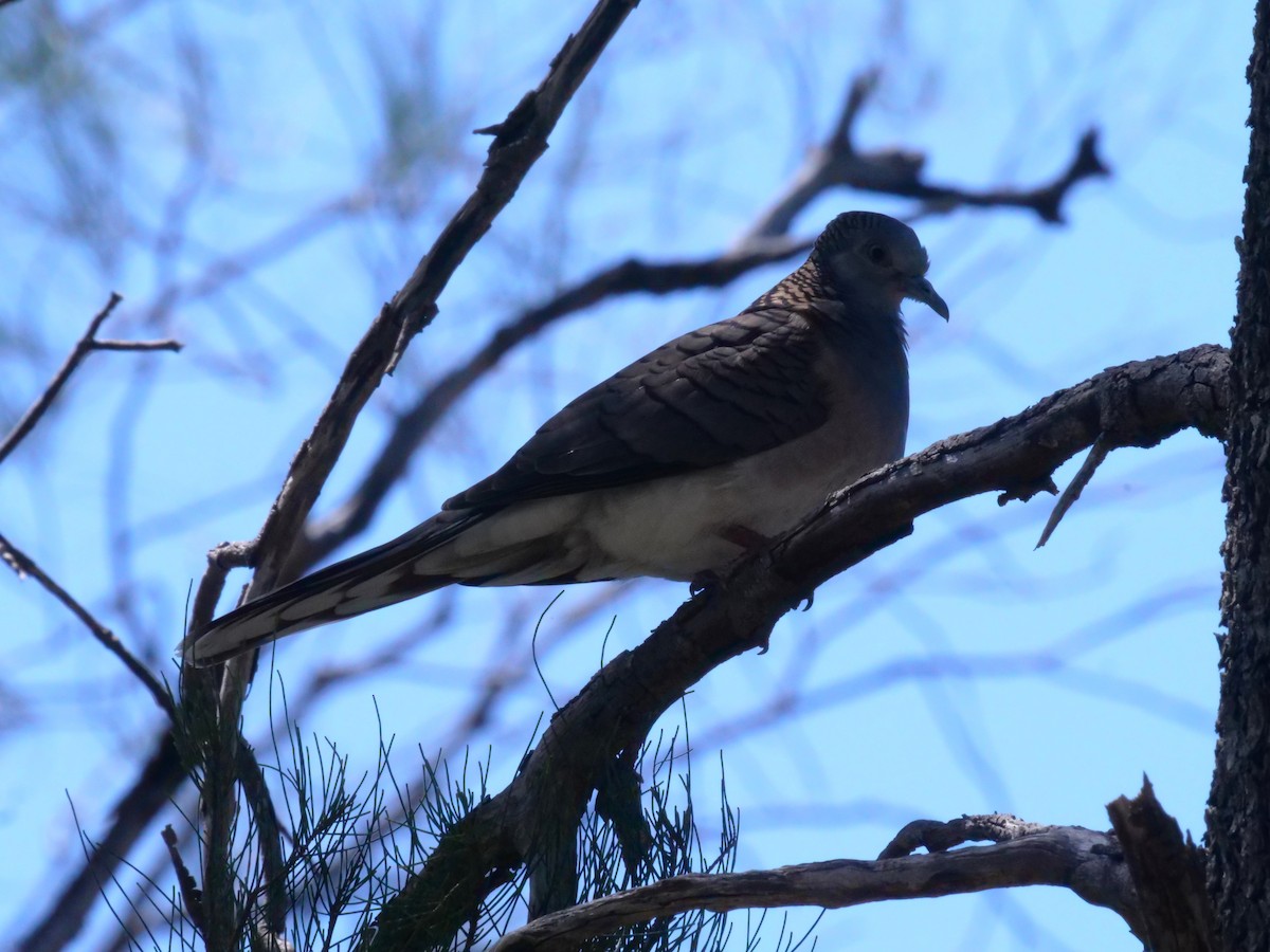 Bar-shouldered Dove - ML643199902