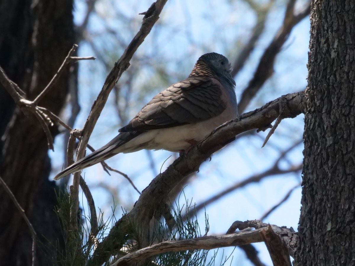 Bar-shouldered Dove - ML643199903