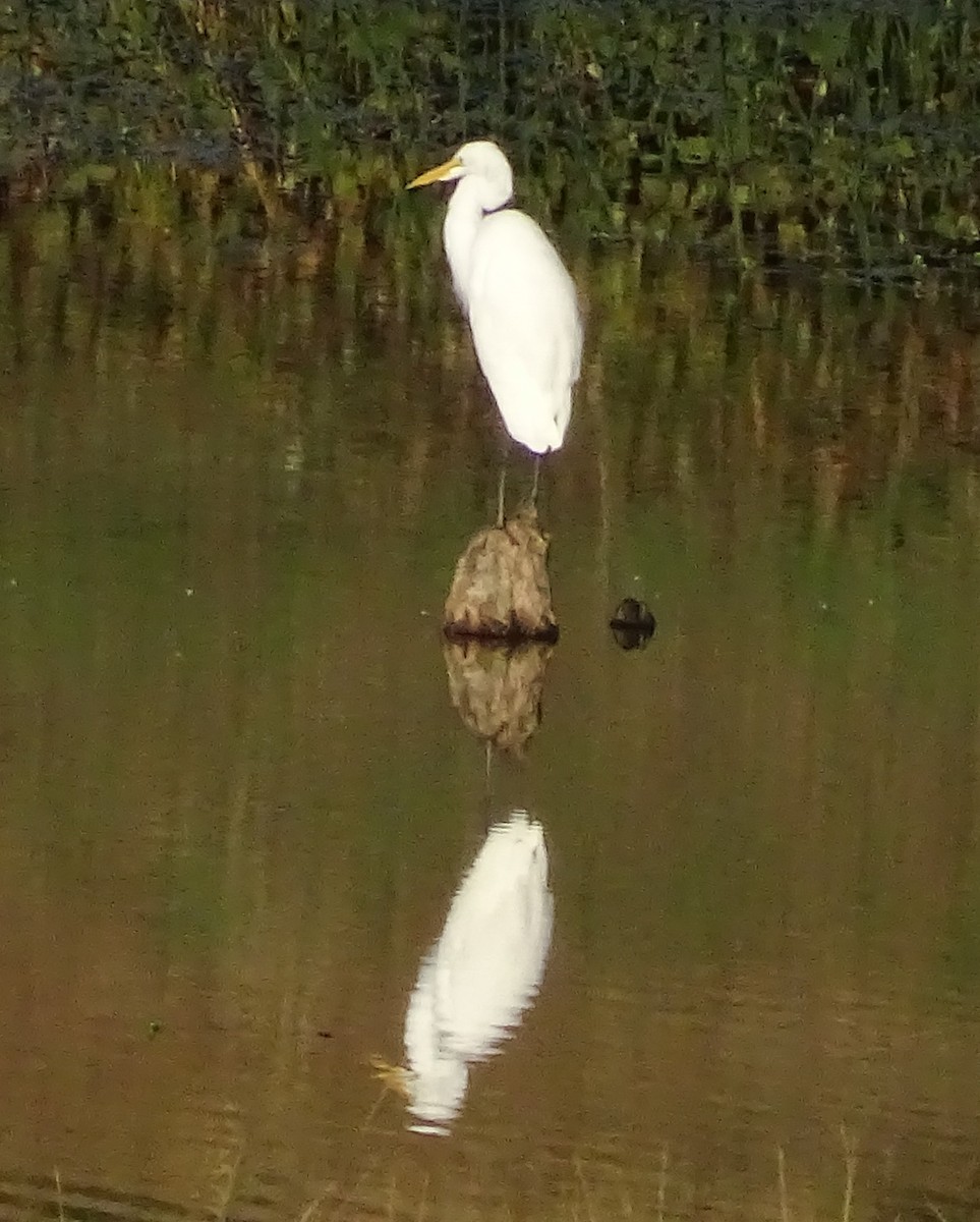 Grande Aigrette - ML643199926