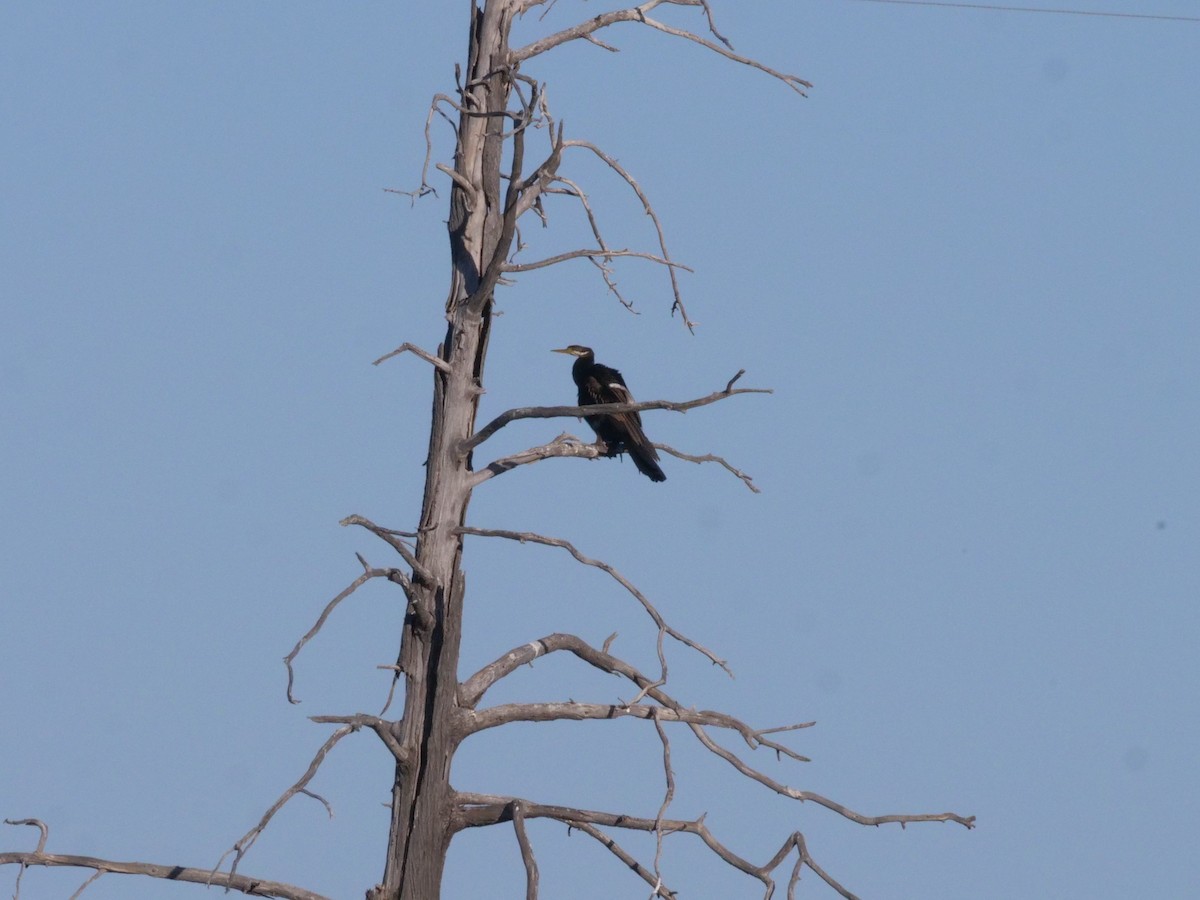 Australasian Darter - ML643199934