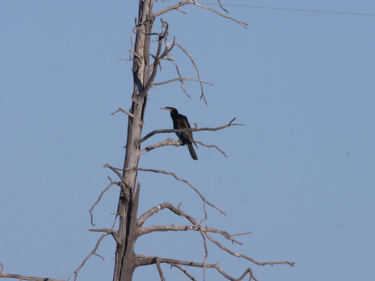Australasian Darter - ML643199935