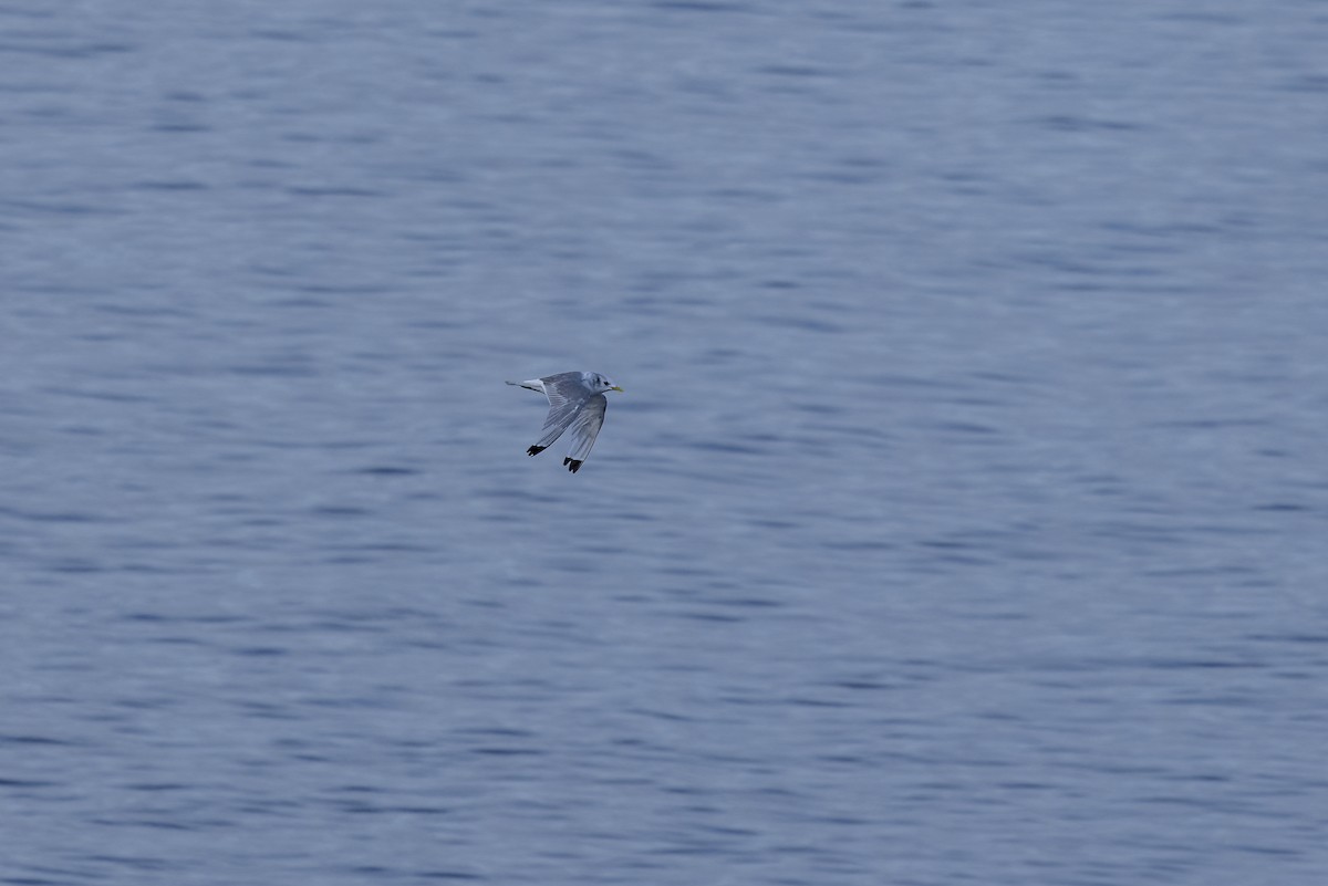 Black-legged Kittiwake - ML643199937