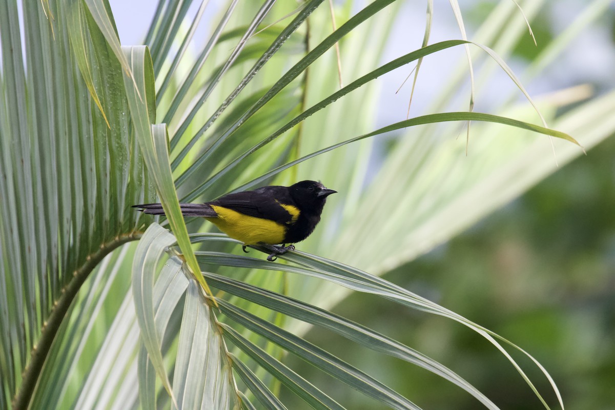 Oriole monacal - ML643199948