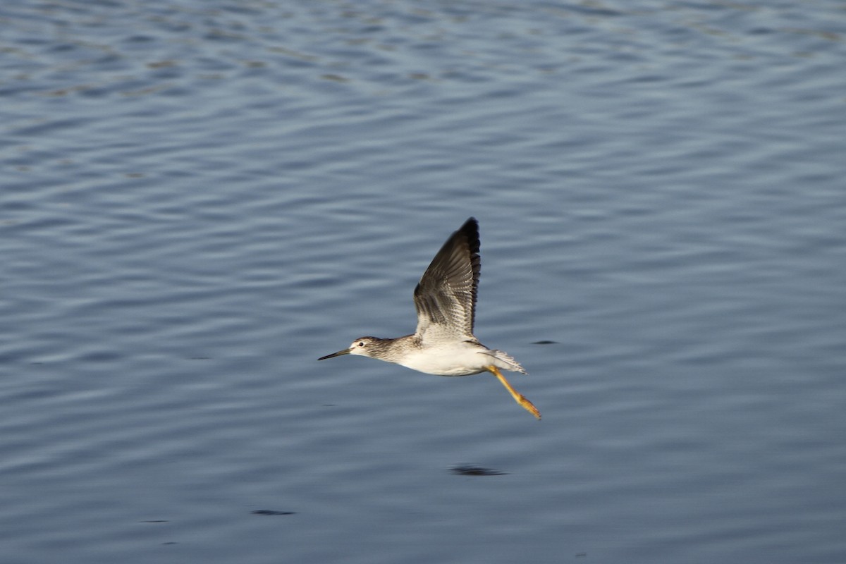 Greater Yellowlegs - ML643199949