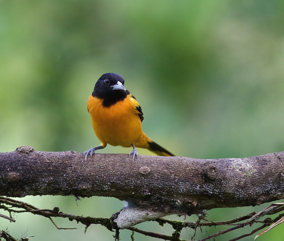 Oriole de Baltimore - ML643199956