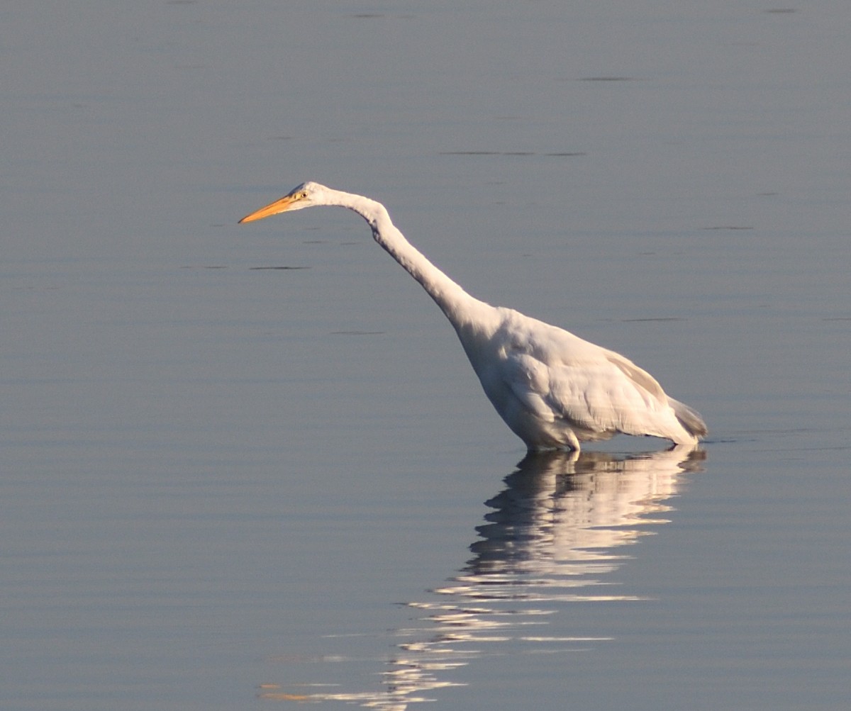 Grande Aigrette - ML643199964