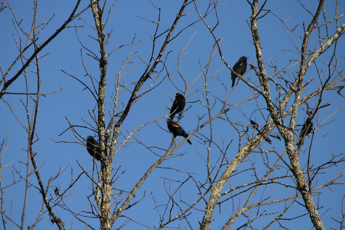 Red-winged Blackbird - ML643199967