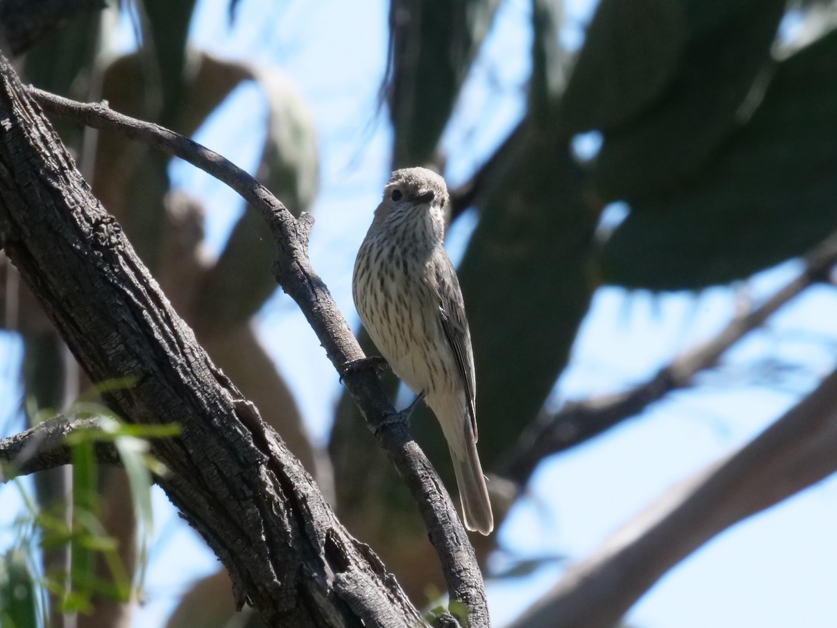 Rufous Whistler - ML643199985
