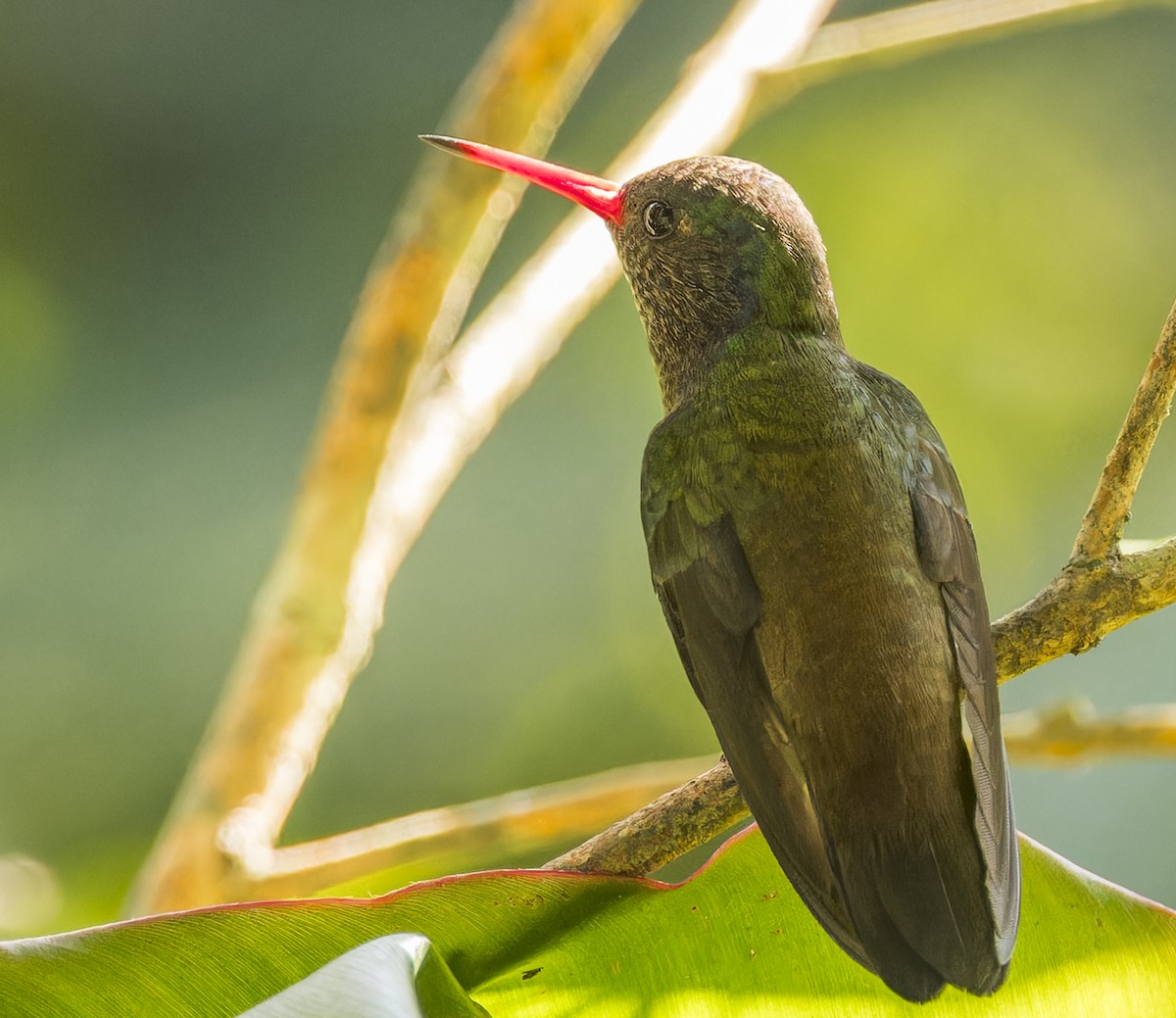White-chinned Sapphire - ML643199988