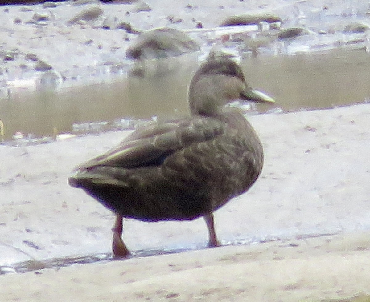 American Black Duck - ML643199994