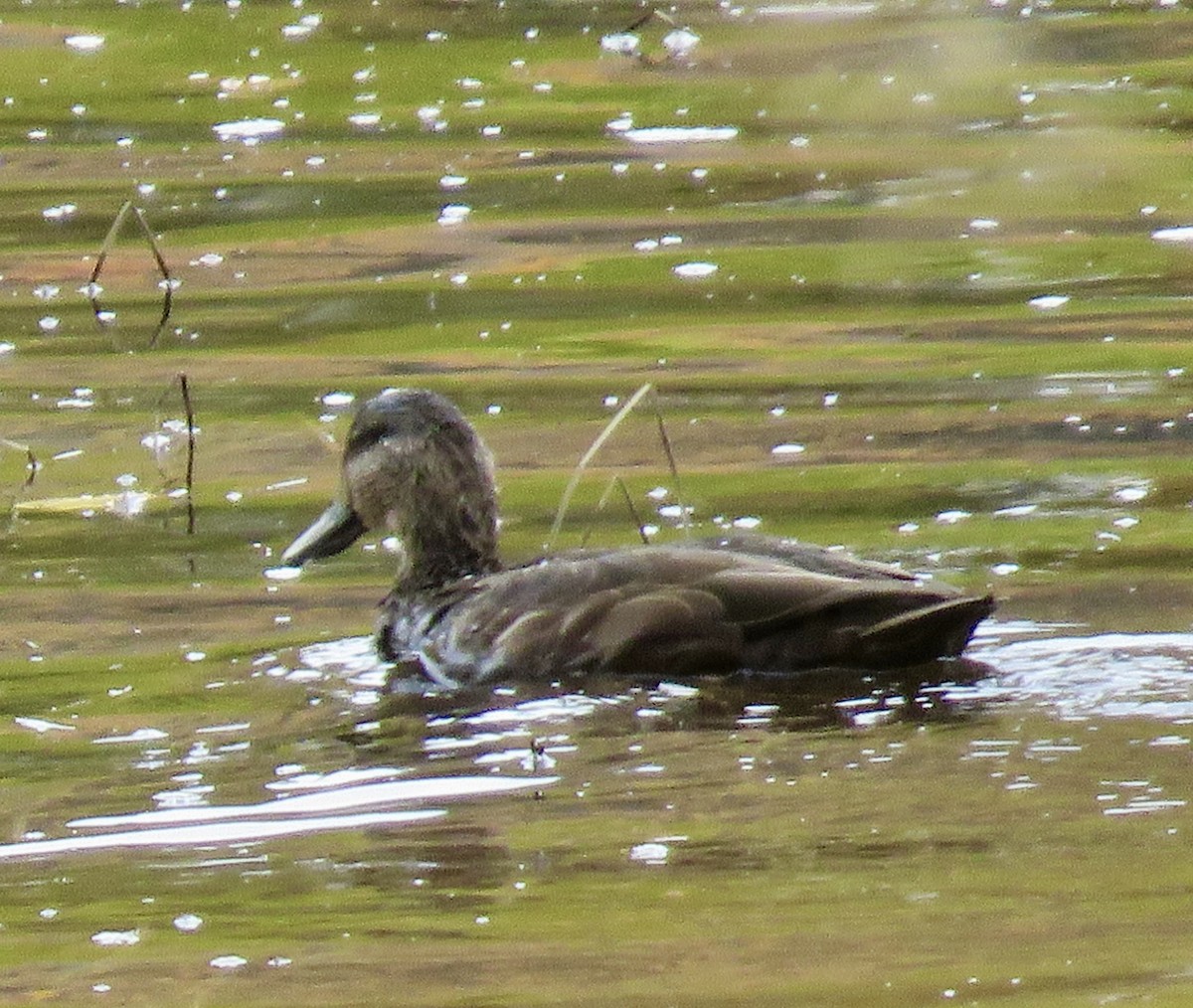 American Black Duck - ML643199995
