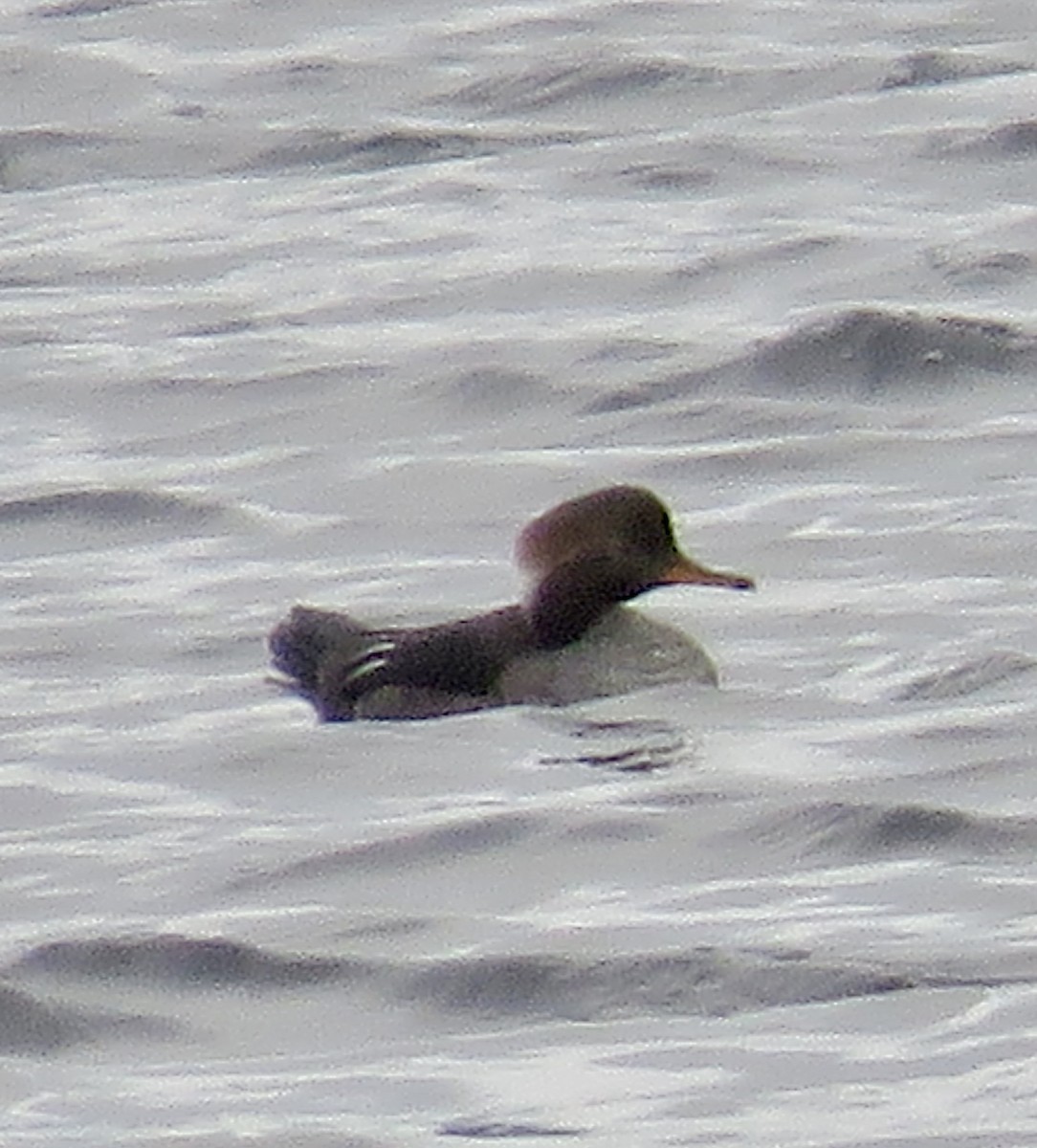 Hooded Merganser - ML643200003