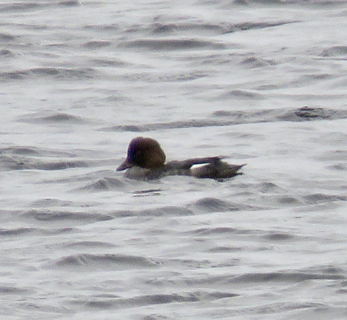 Common Goldeneye - ML643200019